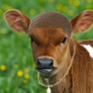 Meet your Posher, Ilcalf